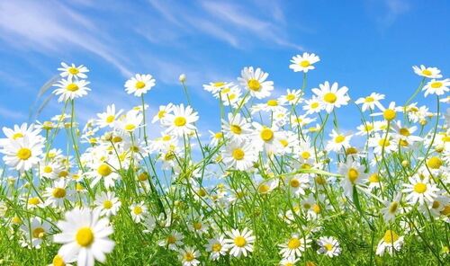 The secret of plant essential oils in soothing emotions and relieving stress